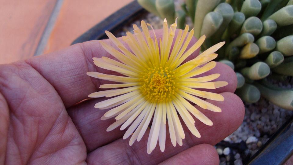 [Foto de planta, jardin, jardineria]