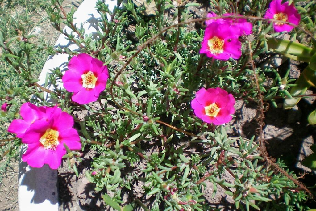 [Foto de planta, jardin, jardineria]