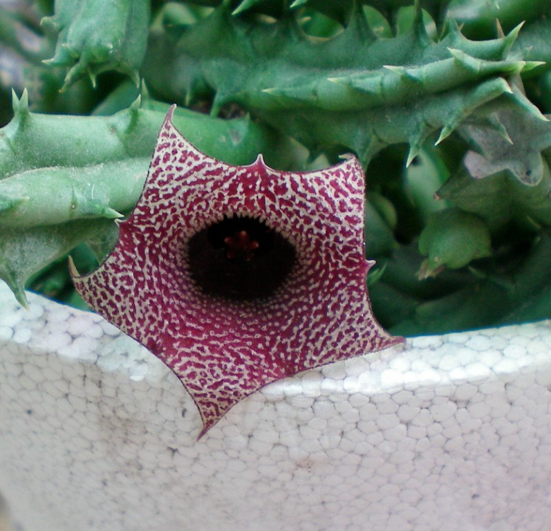 [Foto de planta, jardin, jardineria]
