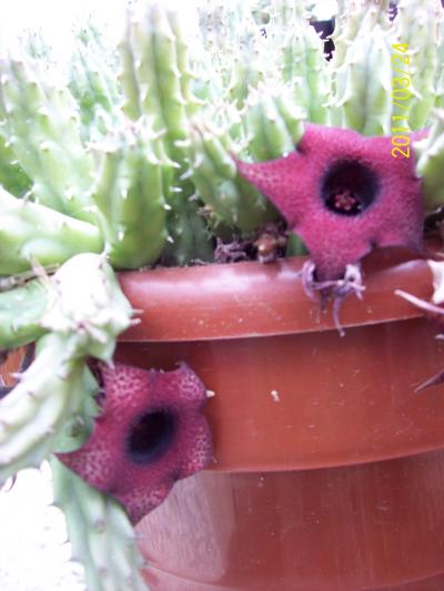[Foto de planta, jardin, jardineria]