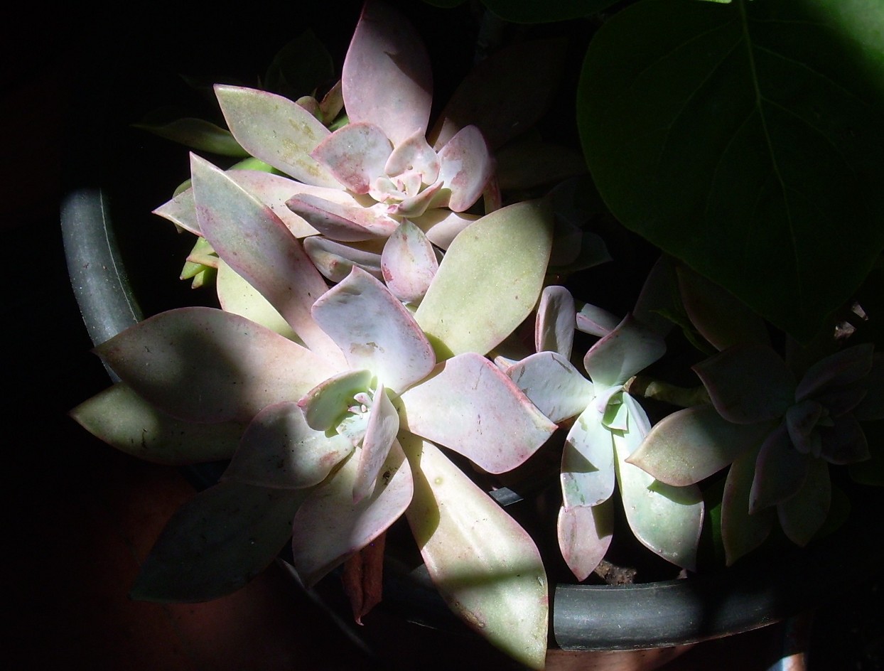 [Foto de planta, jardin, jardineria]