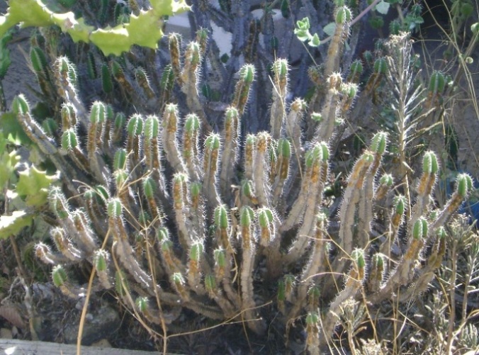 [Foto de planta, jardin, jardineria]