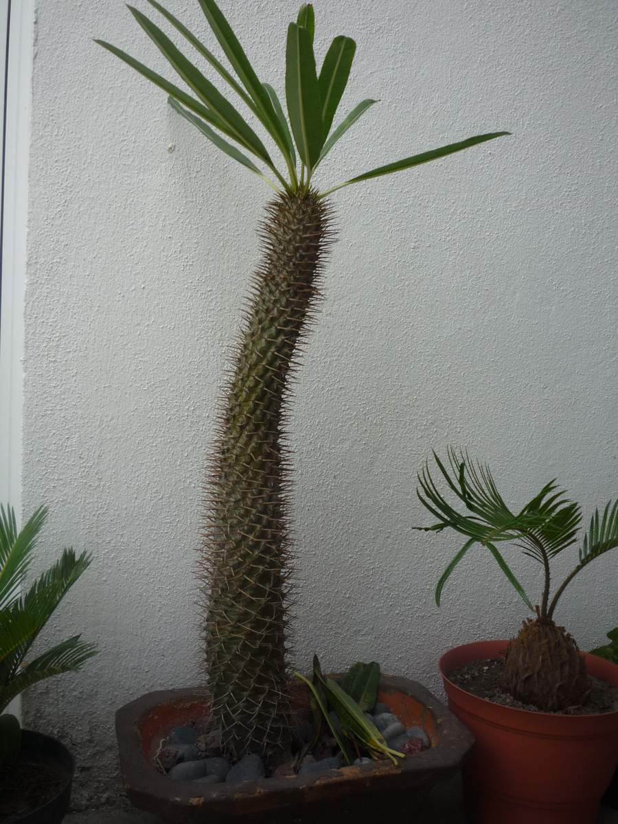 [Foto de planta, jardin, jardineria]