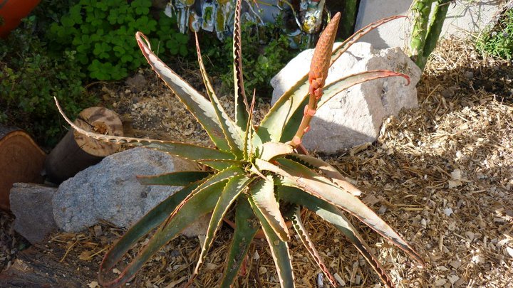 [Foto de planta, jardin, jardineria]