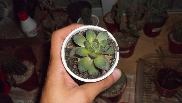 [Foto de planta, jardin, jardineria]