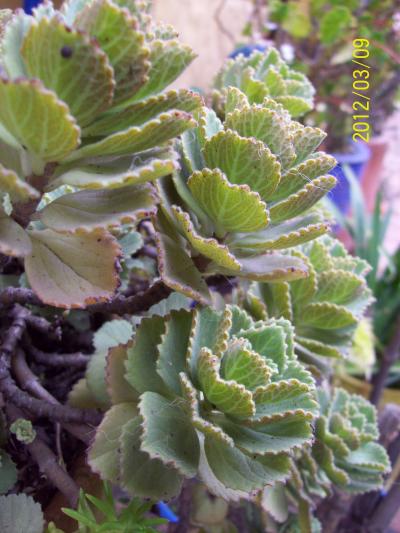 [Foto de planta, jardin, jardineria]