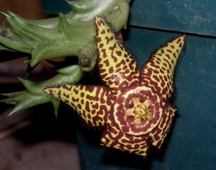 [Foto de planta, jardin, jardineria]