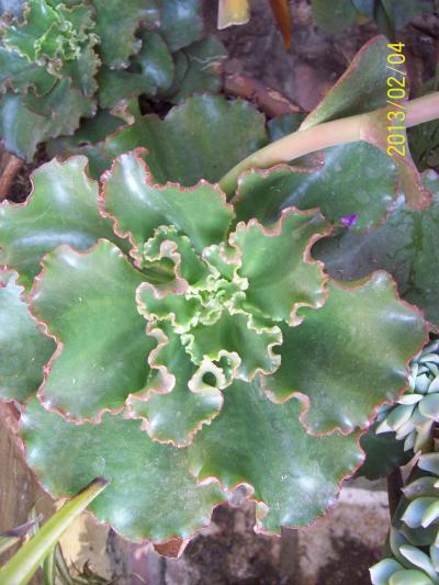 [Foto de planta, jardin, jardineria]