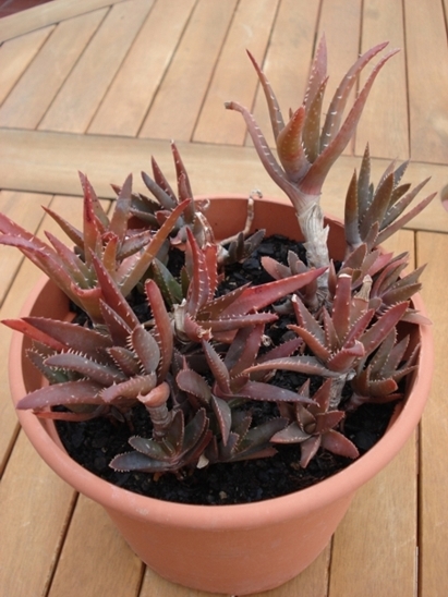 [Foto de planta, jardin, jardineria]