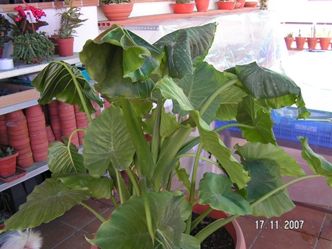[Foto de planta, jardin, jardineria]