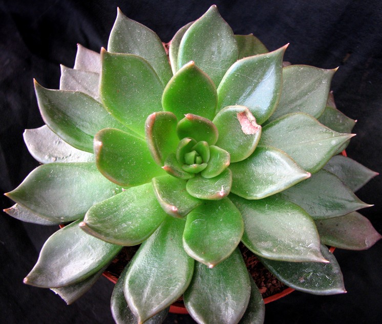 [Foto de planta, jardin, jardineria]