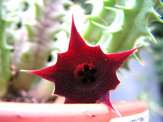 [Foto de planta, jardin, jardineria]