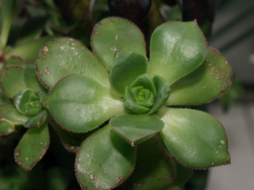 [Foto de planta, jardin, jardineria]