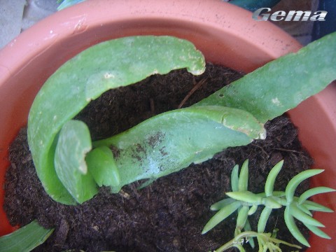 [Foto de planta, jardin, jardineria]