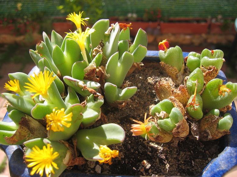 [Foto de planta, jardin, jardineria]