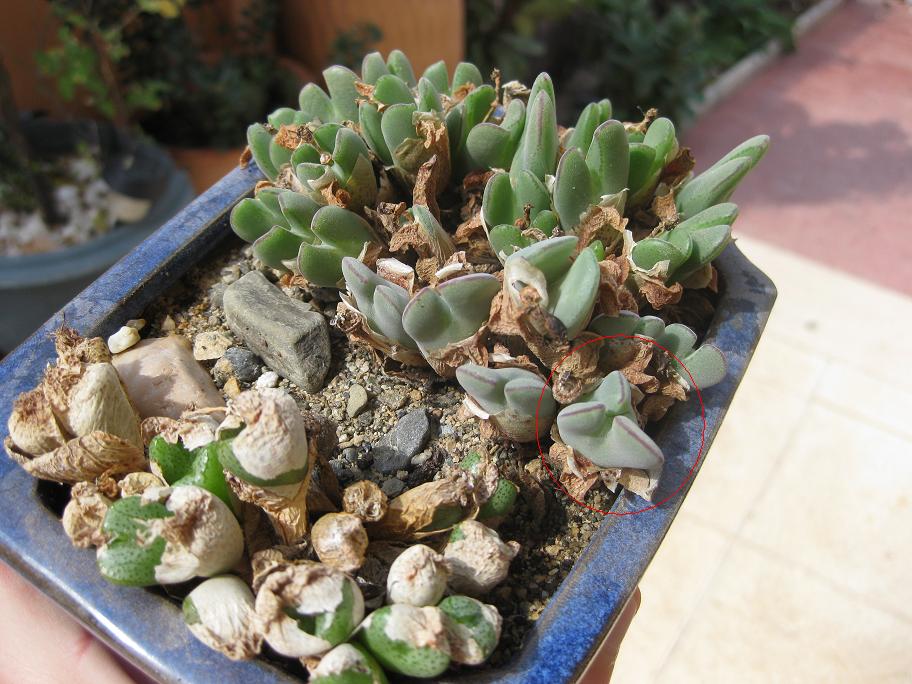 [Foto de planta, jardin, jardineria]