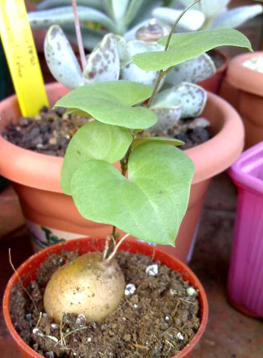 [Foto de planta, jardin, jardineria]