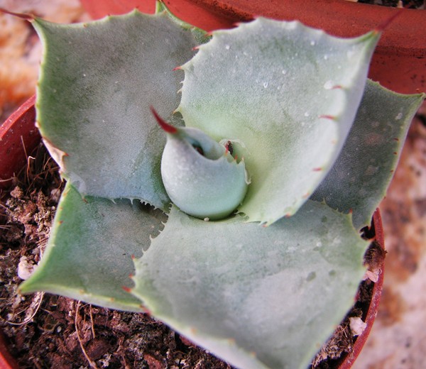 [Foto de planta, jardin, jardineria]