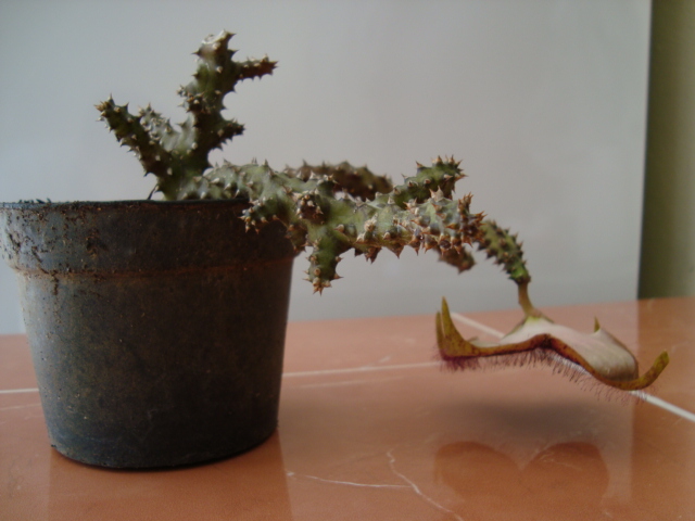 [Foto de planta, jardin, jardineria]