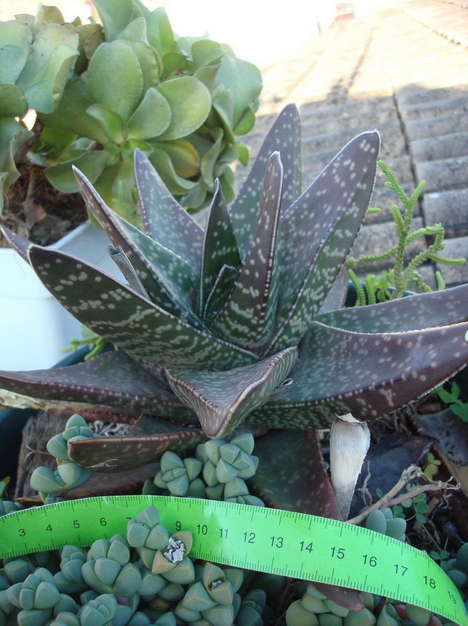 [Foto de planta, jardin, jardineria]