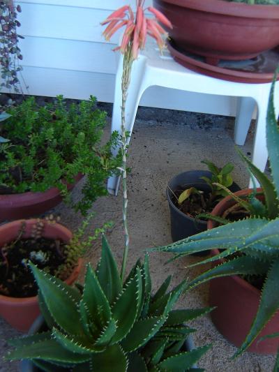 [Foto de planta, jardin, jardineria]