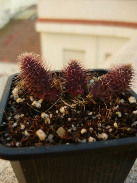 [Foto de planta, jardin, jardineria]