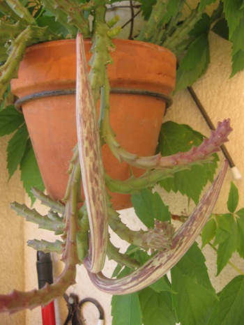 [Foto de planta, jardin, jardineria]