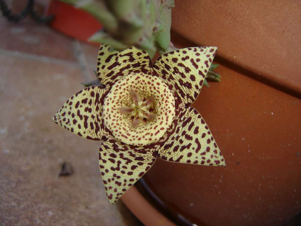 [Foto de planta, jardin, jardineria]