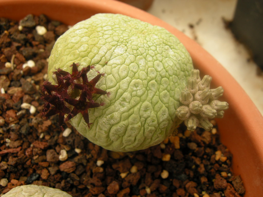 [Foto de planta, jardin, jardineria]
