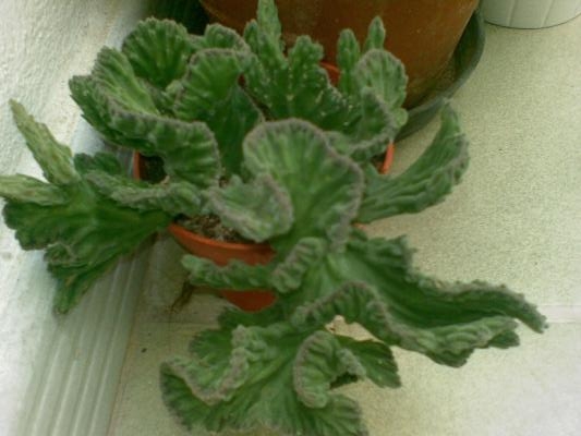 [Foto de planta, jardin, jardineria]