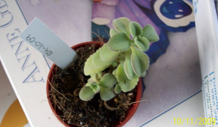 [Foto de planta, jardin, jardineria]
