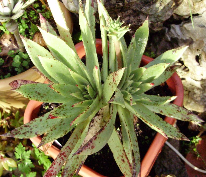 [Foto de planta, jardin, jardineria]