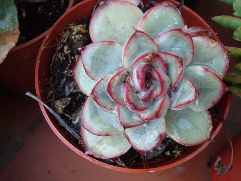 [Foto de planta, jardin, jardineria]