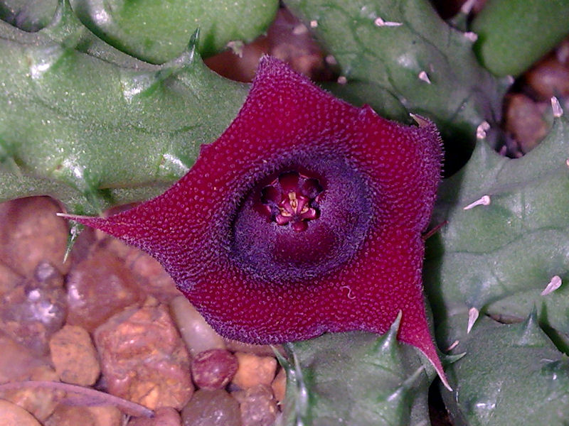 [Foto de planta, jardin, jardineria]
