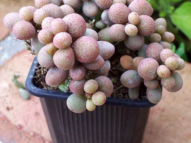 [Foto de planta, jardin, jardineria]