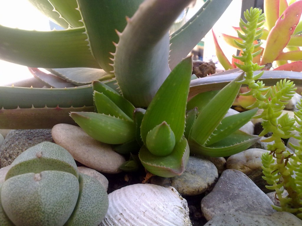 [Foto de planta, jardin, jardineria]