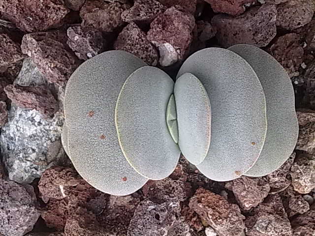 [Foto de planta, jardin, jardineria]