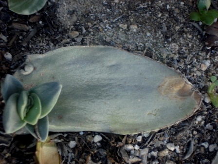 [Foto de planta, jardin, jardineria]