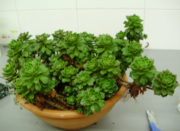 [Foto de planta, jardin, jardineria]