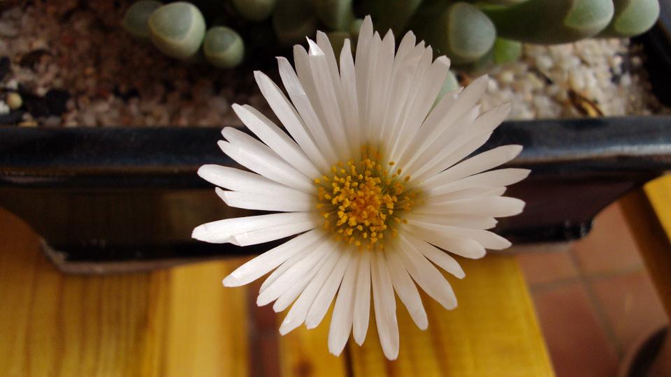 [Foto de planta, jardin, jardineria]