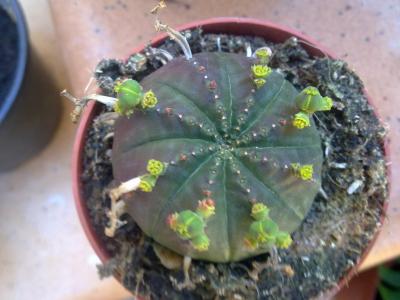 [Foto de planta, jardin, jardineria]