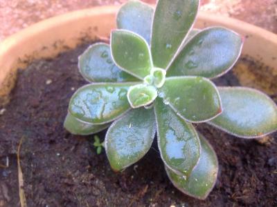 [Foto de planta, jardin, jardineria]
