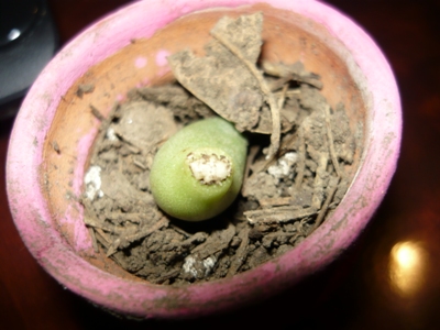 [Foto de planta, jardin, jardineria]