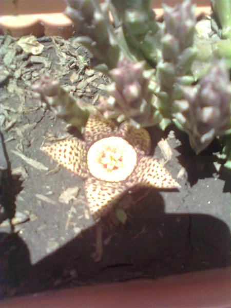 [Foto de planta, jardin, jardineria]