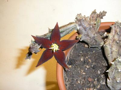[Foto de planta, jardin, jardineria]