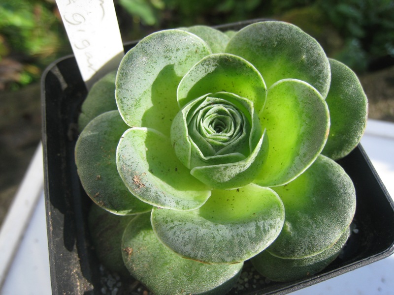 [Foto de planta, jardin, jardineria]