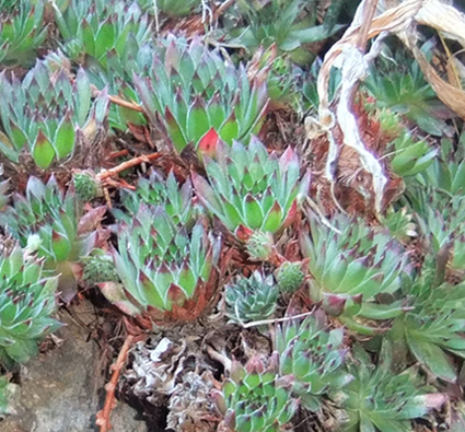 [Foto de planta, jardin, jardineria]