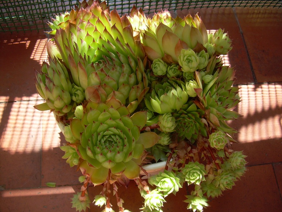 [Foto de planta, jardin, jardineria]