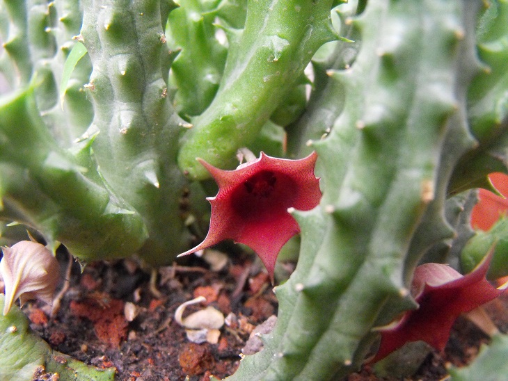 [Foto de planta, jardin, jardineria]