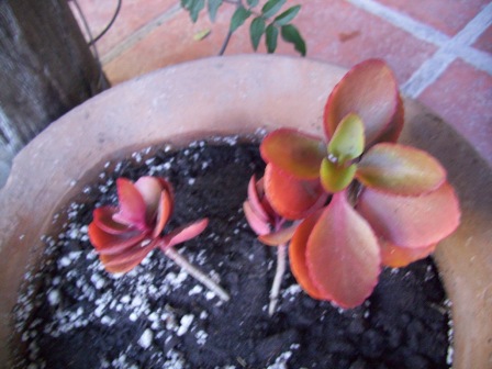 [Foto de planta, jardin, jardineria]